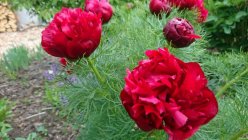 Paeonia tenuifolia 'Rubra Plena' Ahtalehine pojeng